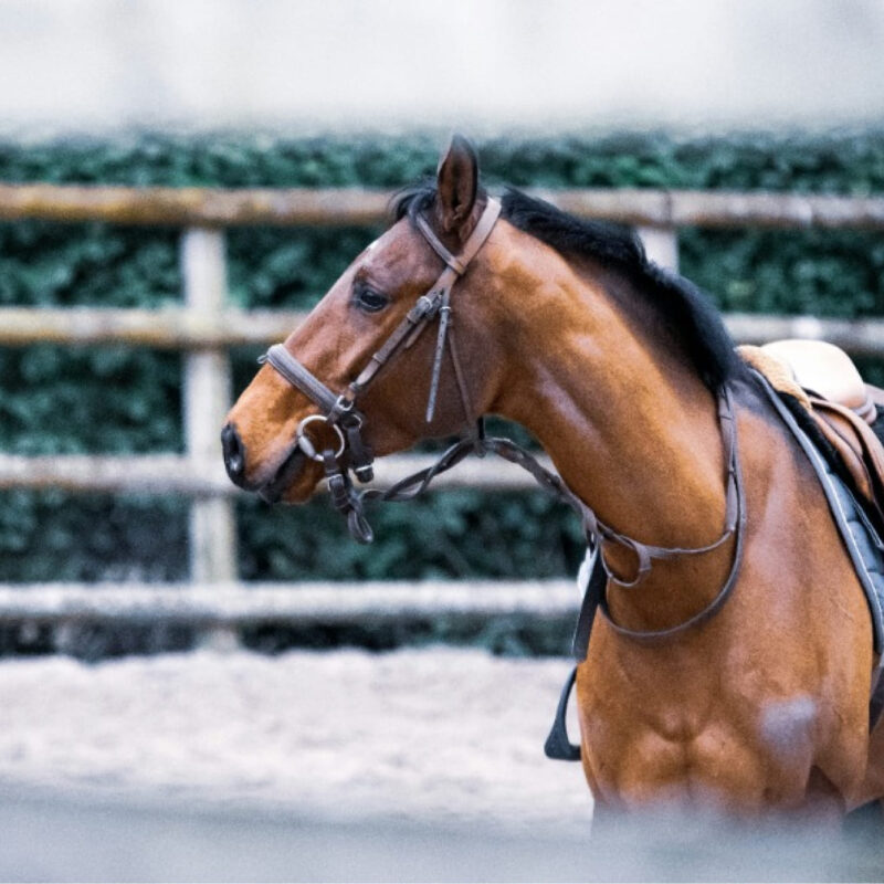 Campo estivo bimbi e ragazzi corso riabilitazione equestre