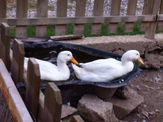 A.S.D. Equitazione per Tutti Onlus