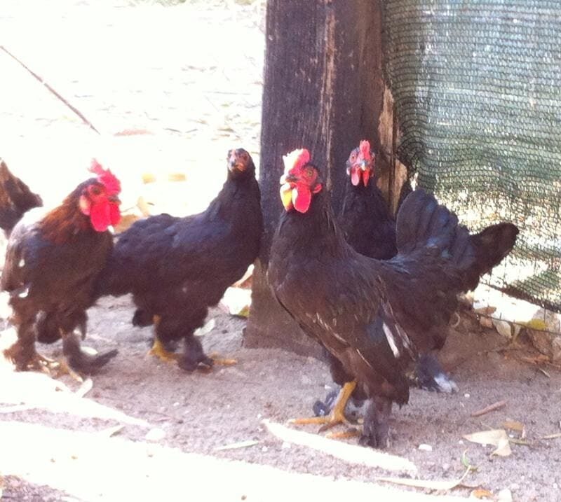 A.S.D. Equitazione per Tutti Onlus