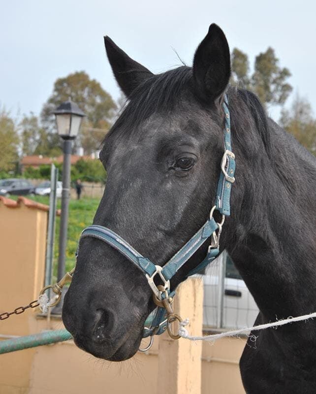 A.S.D. Equitazione per Tutti Onlus