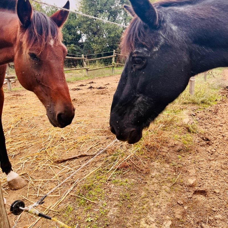Laboratorio di socializzazione