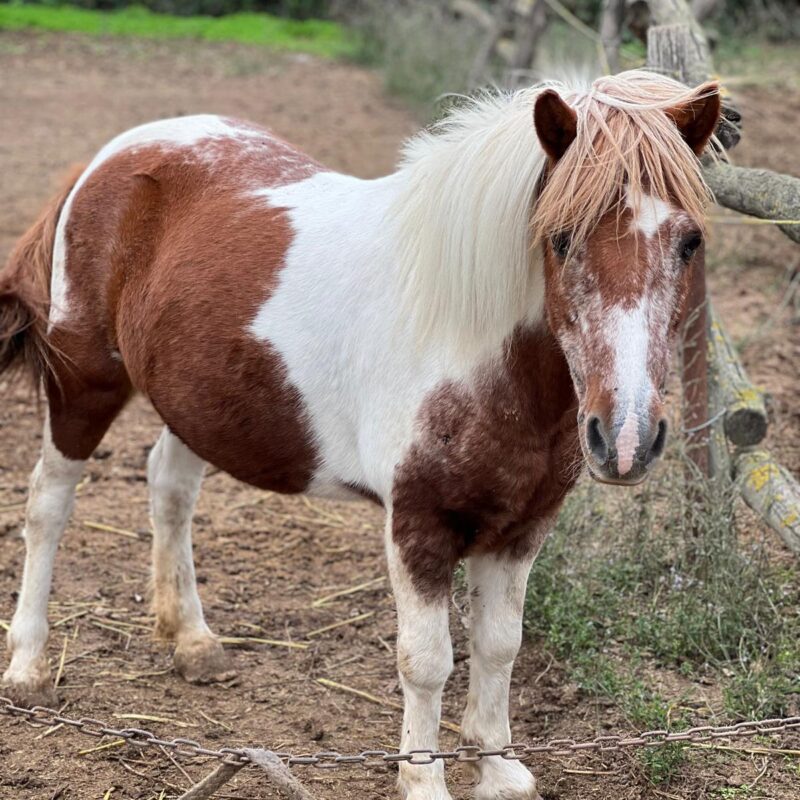 A.S.D. Equitazione per Tutti Onlus