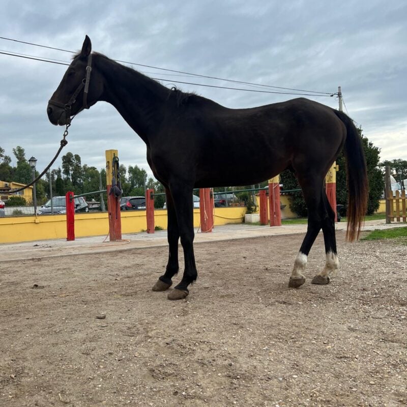 A.S.D. Equitazione per Tutti Onlus