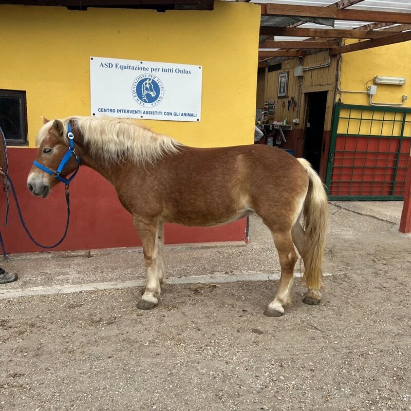 A.S.D. Equitazione per Tutti Onlus