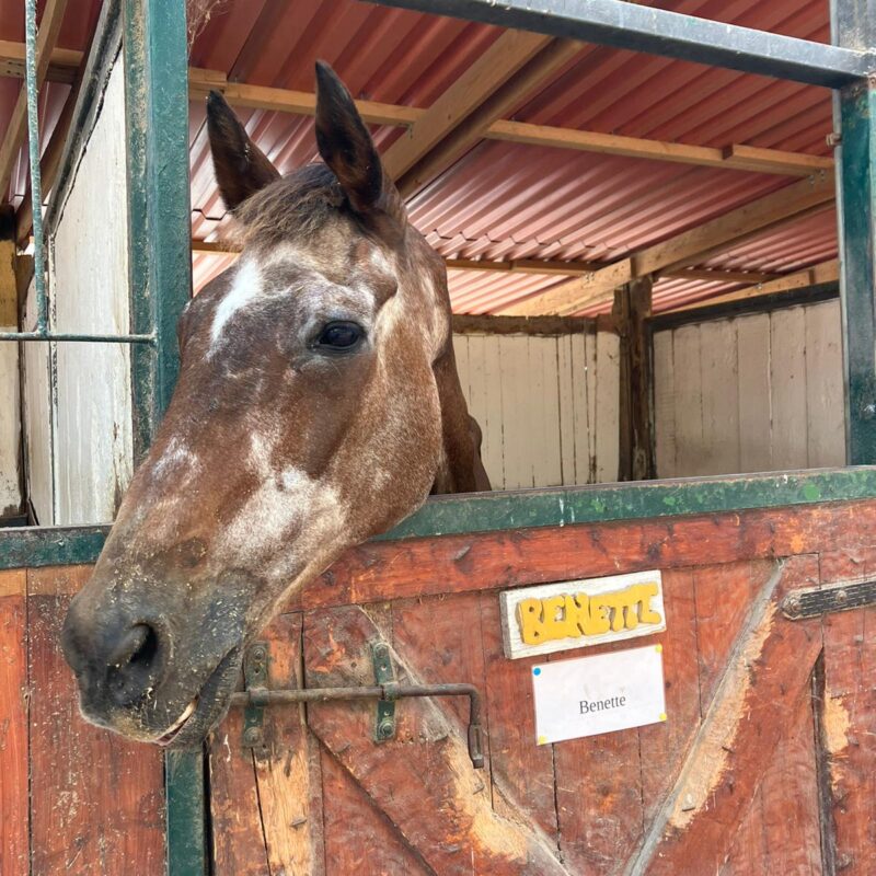 A.S.D. Equitazione per Tutti Onlus