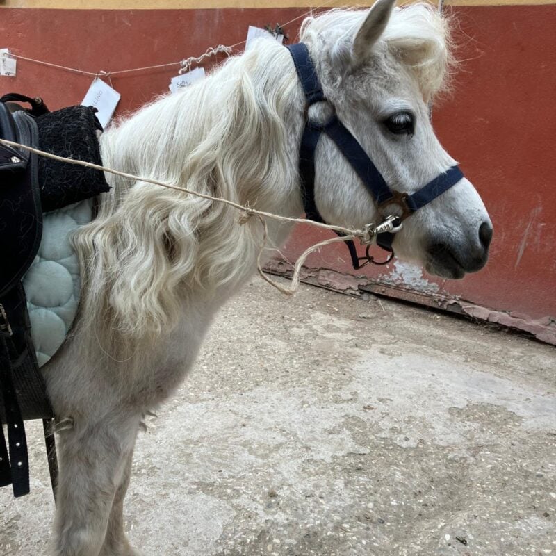 A.S.D. Equitazione per Tutti Onlus