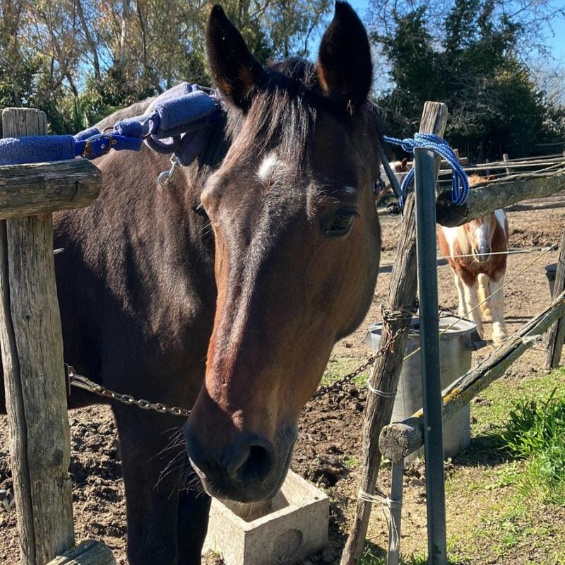 A.S.D. Equitazione per Tutti Onlus